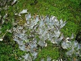 Peltigera elisabethae image