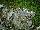 Peltigera elisabethae image