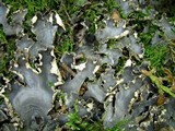 Peltigera elisabethae image