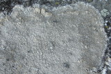 Aspicilia cuprea image
