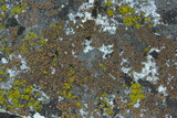 Acarospora obpallens image