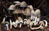 Coprinopsis variegata image