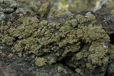 Hypocenomyce scalaris image