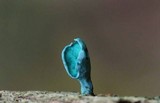 Chlorociboria aeruginascens image