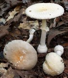 Amanita multisquamosa image