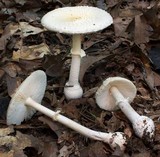 Amanita multisquamosa image