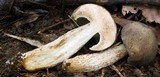 Retiboletus griseus image