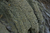 Hypocenomyce scalaris image
