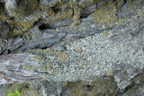 Hypocenomyce sierrae image