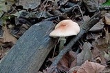 Leucoagaricus rubrotinctus image