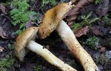 Inocybe subochracea image