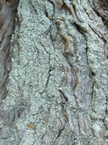 Hypocenomyce sierrae image