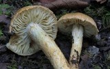 Inocybe subochracea image