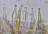Inocybe subochracea image