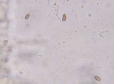 Inocybe subochracea image