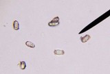 Calostoma cinnabarinum image