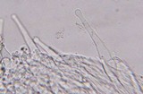Rickenella fibula image
