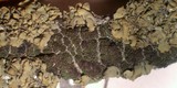 Lecidea holopolia image