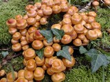 Kuehneromyces mutabilis image
