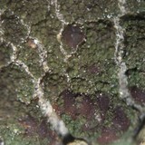 Lecidea holopolia image