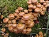 Kuehneromyces mutabilis image