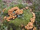 Kuehneromyces mutabilis image