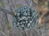 Ramalina inflata ssp. australis image