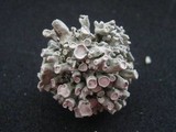 Ramalina inflata ssp. australis image