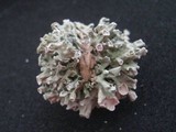 Ramalina inflata ssp. australis image
