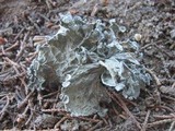 Ramalina bourgeana image