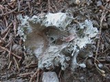 Ramalina bourgeana image