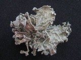 Ramalina bourgeana image