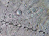 Lecidea holopolia image