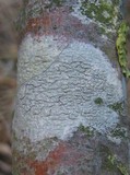 Pertusaria pustulata image