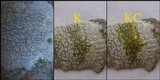 Pertusaria pustulata image