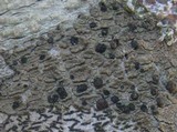 Lecidella elaeochroma f. elaeochroma image