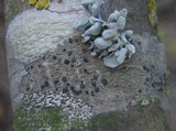 Lecidella elaeochroma f. elaeochroma image