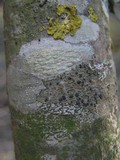 Lecidella elaeochroma f. elaeochroma image