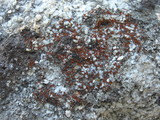 Caloplaca arenaria image