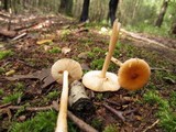 Amanita amerifulva image