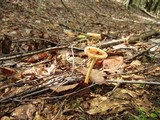 Amanita amerifulva image