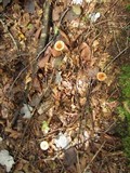 Amanita amerifulva image