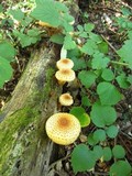 Pholiota squarrosoides image