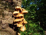 Pholiota squarrosoides image