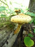 Pholiota squarrosoides image