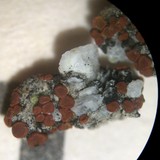 Caloplaca arenaria image