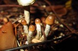 Psilocybe baeocystis image