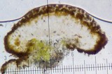 Caloplaca arenaria image