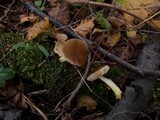 Pluteus romellii image