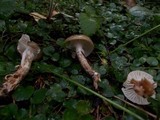 Hygrophorus olivaceoalbus image